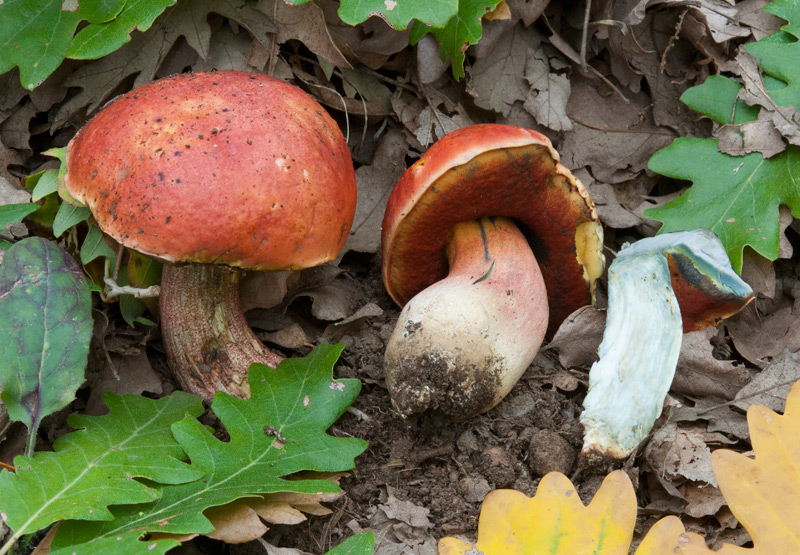 Rubroboletus-dupainii-5830_33_2022.jpg