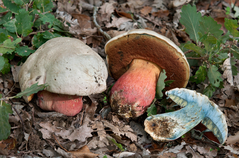 Rubroboletus-satanas-5974_78_2022.jpg