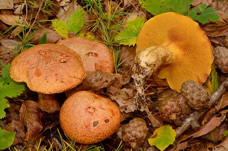 Suillus-tridentinus-02-(1).jpg