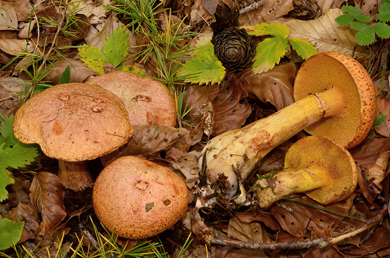 Suillus-tridentinus-02-5.jpg