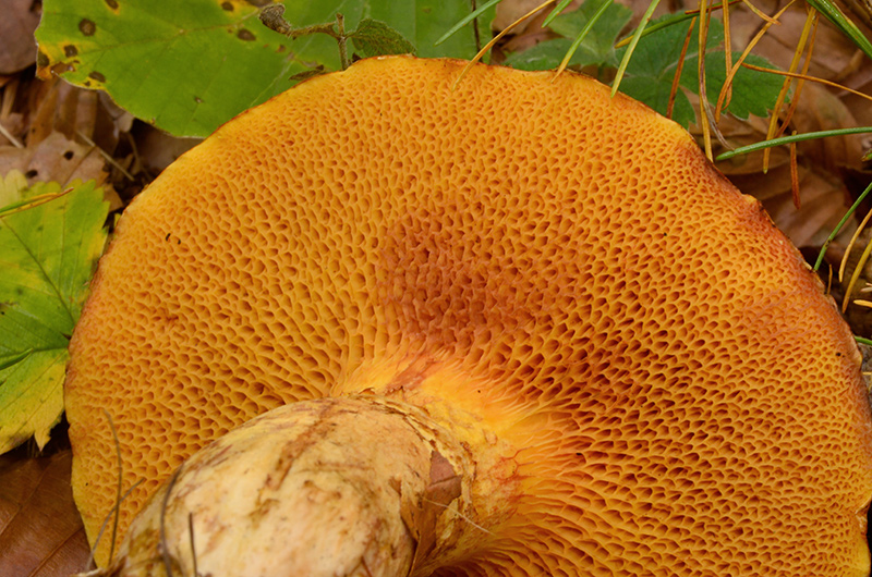 Suillus-tridentinus-04.jpg