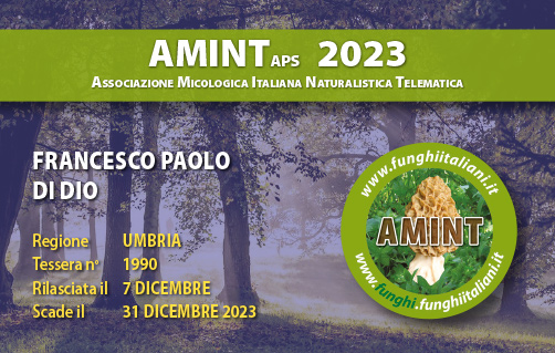 Tessera-AMINT-1990-2023.jpg
