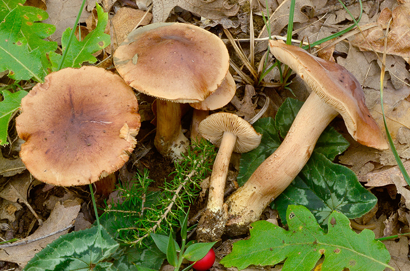 Tricholoma-quercetorum-02.jpg