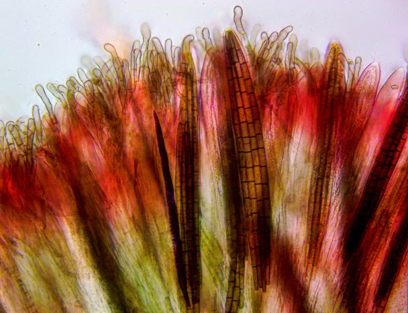 00115.thumb.jpg.aae804794d2ea119a976f37dca946e57.jpg