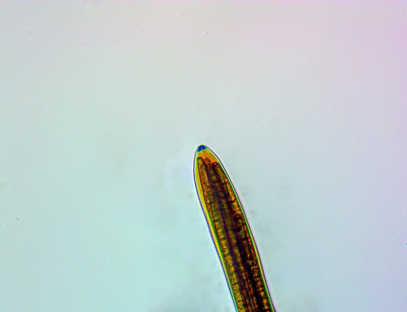 0050.thumb.jpg.b5e37a7b6e0b46299152fba40fb16c90.jpg