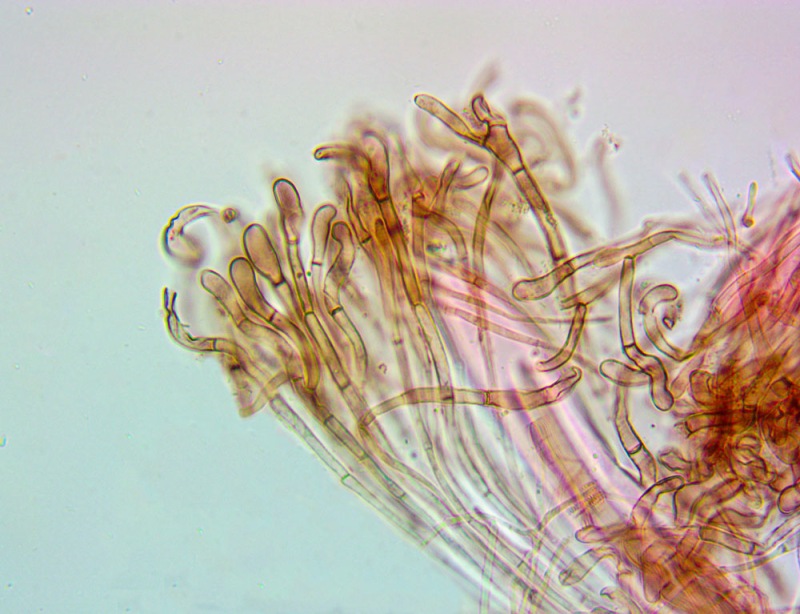0084.thumb.jpg.7f7cf524e2d6cfecb56b0086ca30edec.jpg