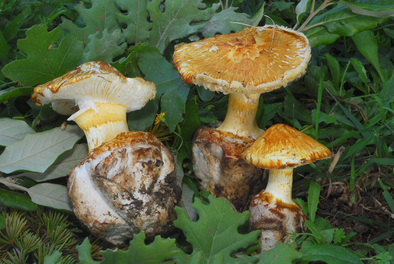 Squamanita schreieri TL200701-01 28.jpg