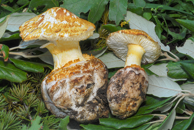 Squamanita schreieri min.jpg