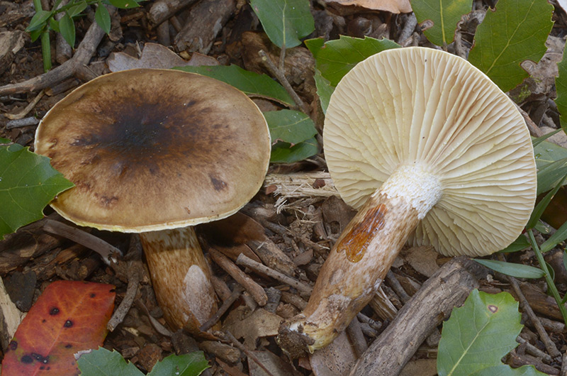 Hygrophorus-glutinifer-=-persoonii-04-9.jpg