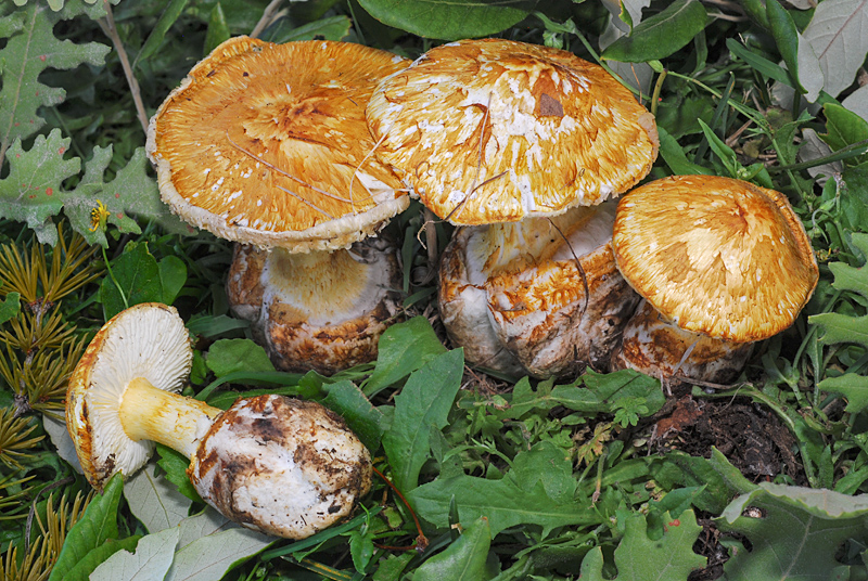 Squamanita schreieri TL200701-01 03-4.jpg