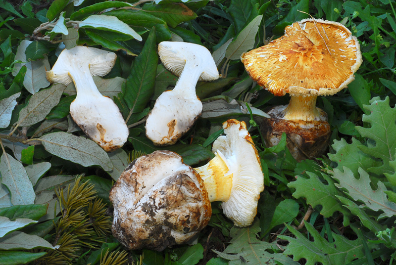 Squamanita schreieri TL200701-01 37.jpg