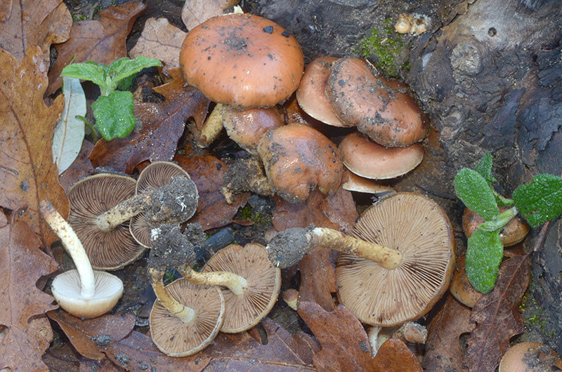 Pholiota-carbonaria-=-highlandensis-04.jpg