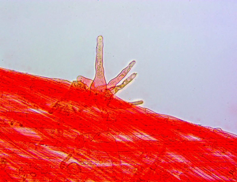 243512481_Caulo(2)copia.thumb.jpg.91ce3e32f3d57e0104af888977160bdc.jpg