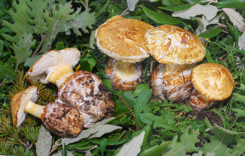 Squamanita schreieri TL200701-01 06-7.jpg