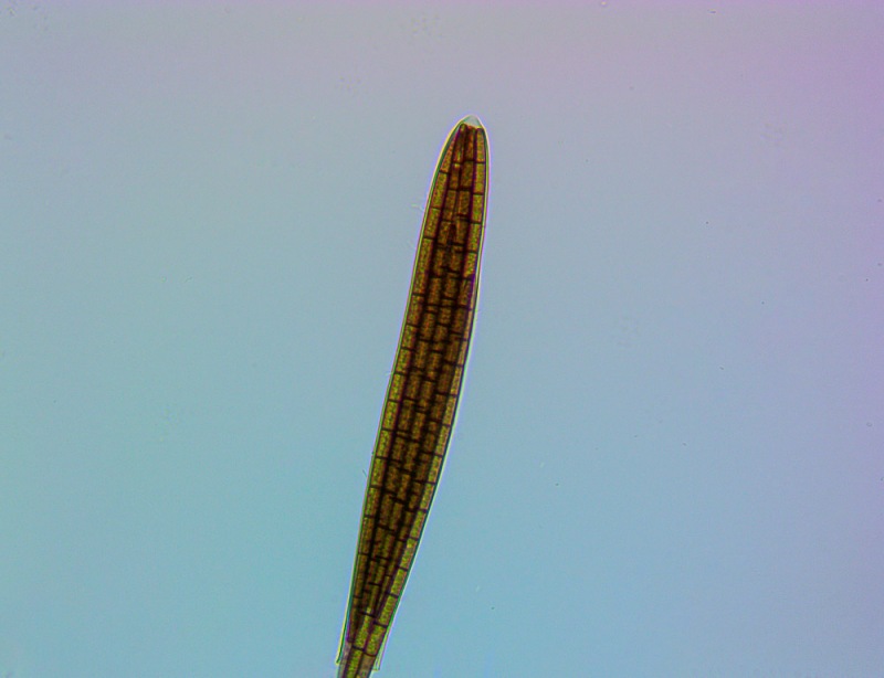 764489790_02001copia.thumb.jpg.0b3c3ca6273ad19f9e1f2b83fe31786d.jpg