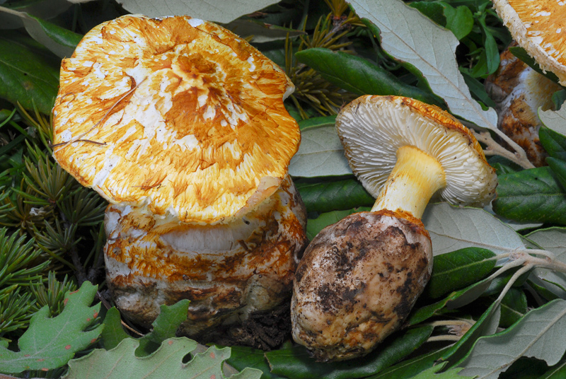 Squamanita schreieri TL200701-01 21.jpg