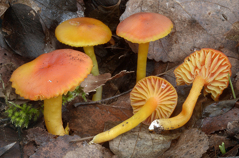 Hygrocybe-mucronella-09.jpg