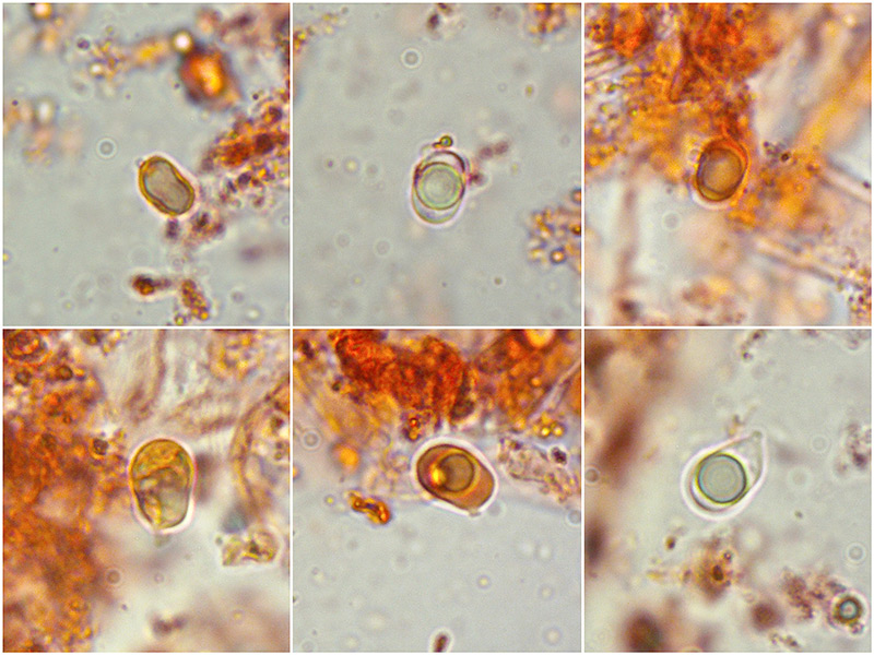 Hygrocybe-mucronella-12-18-Spore-RC-1000x.jpg