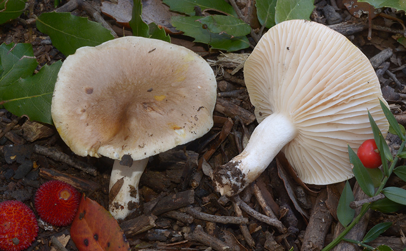 Hygrophorus-leucophaeo-ilicis-01-2.jpg