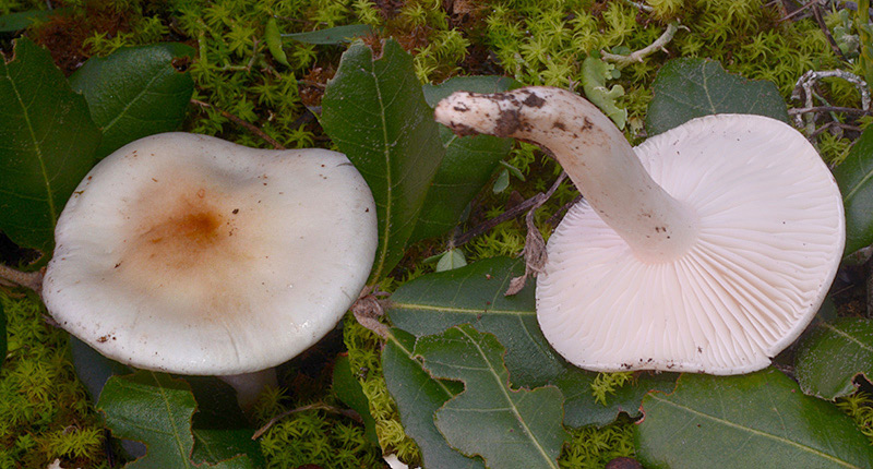 Hygrophorus-leucophaeo-ilicis-01-2.jpg