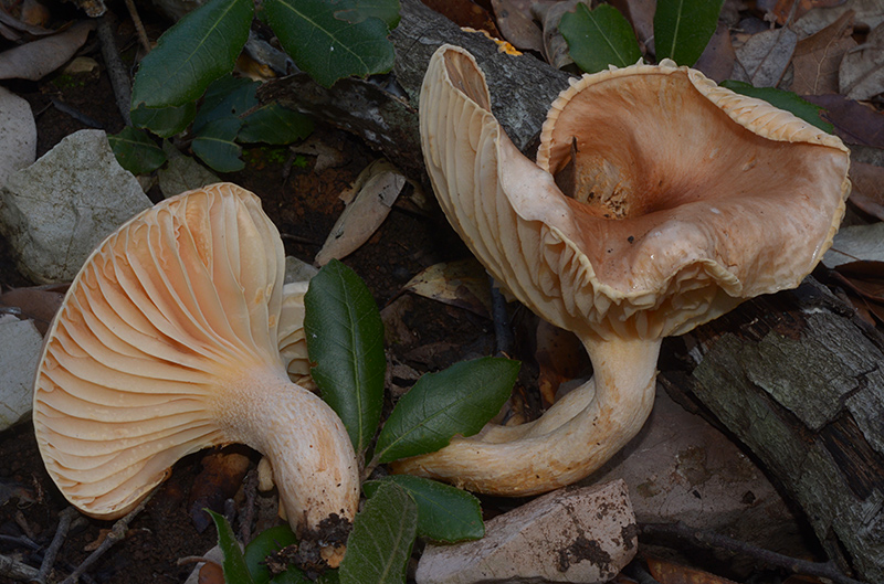 Hygrophorus-roseodiscoideus-01-2.jpg