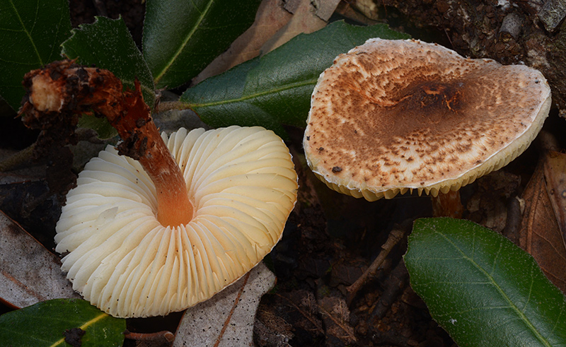 Lepiota-castanea-03-4.jpg