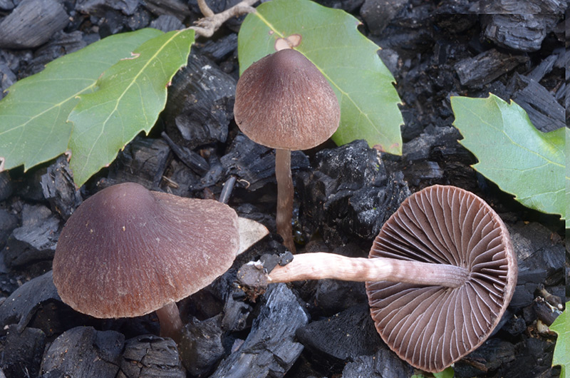 Psathyrella-cfr-bipellis-01-3.jpg