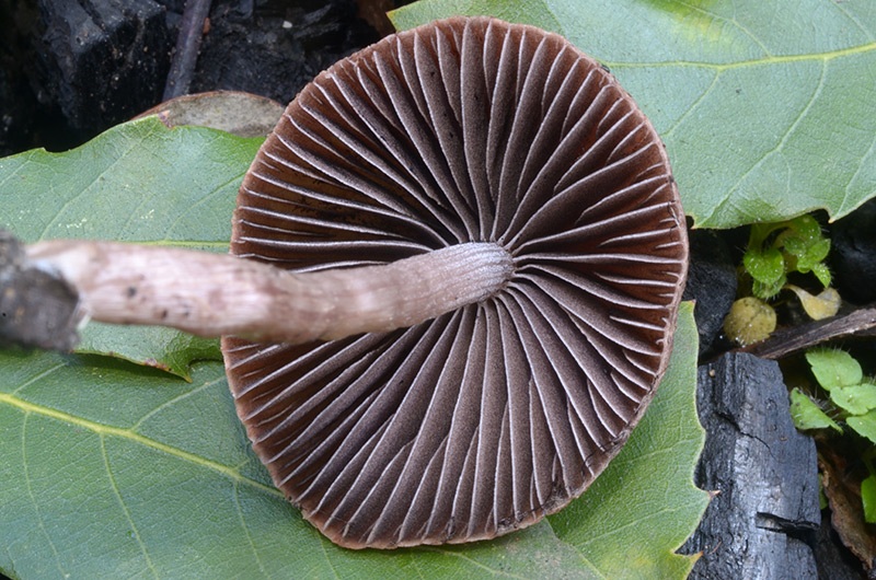 Psathyrella-cfr-bipellis-08.jpg