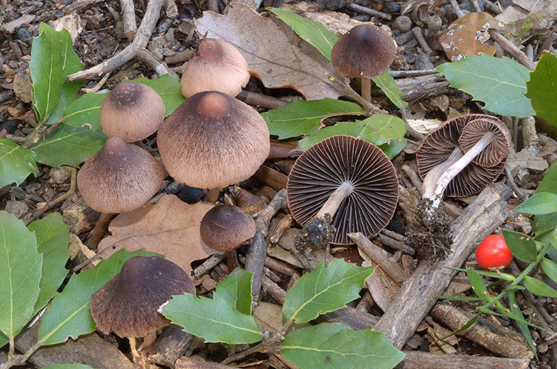 Psathyrella-cfr-bipellis-11.jpg