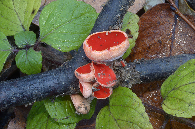 Sarcoscypha-coccinea-01.jpg