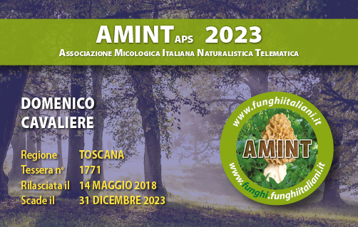 Tessera-AMINT-1771-2023.jpg