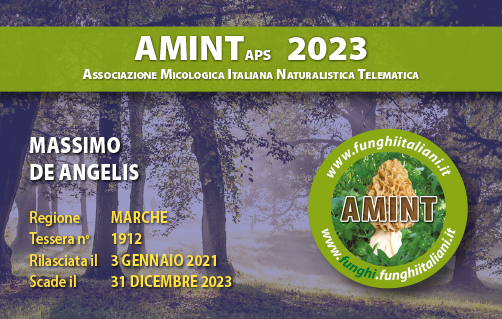 Tessera-AMINT-1912-2023.jpg