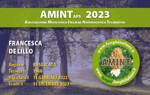 Tessera-AMINT-1968-2023.jpg