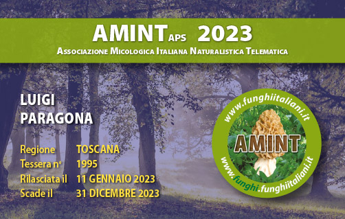 Tessera-AMINT-1995-2023.jpg