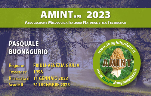 Tessera-AMINT-1998-2023.jpg