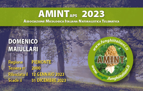 Tessera-AMINT-2000-2023.jpg