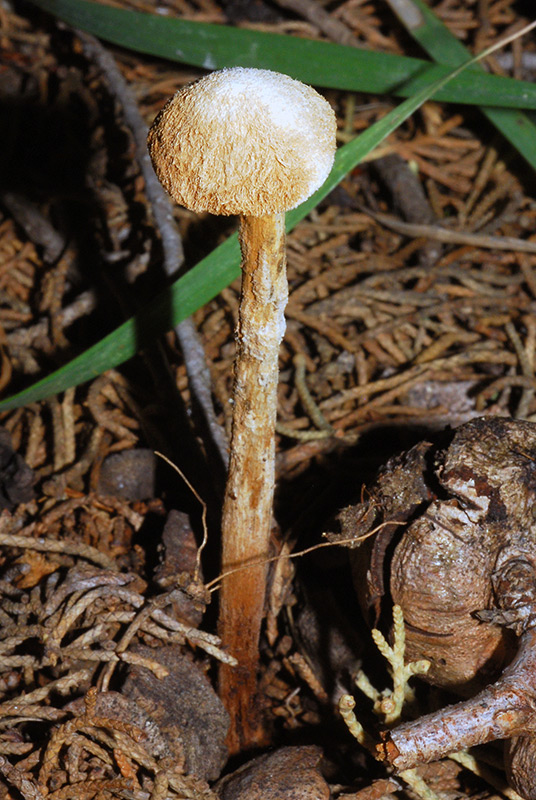 Battarrea-phalloides-01.jpg