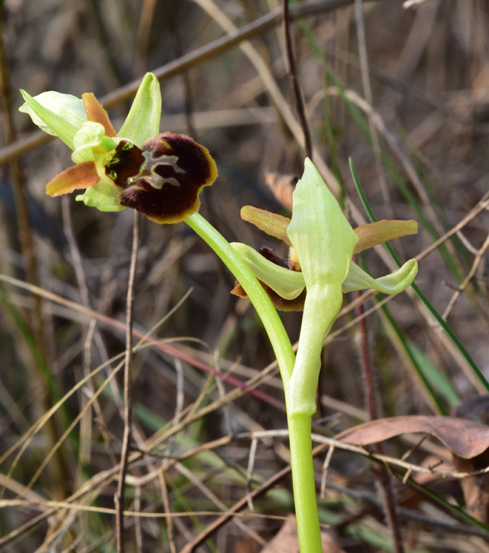 Ophrys sphegodes subsp sphegodes Miller 1.jpg