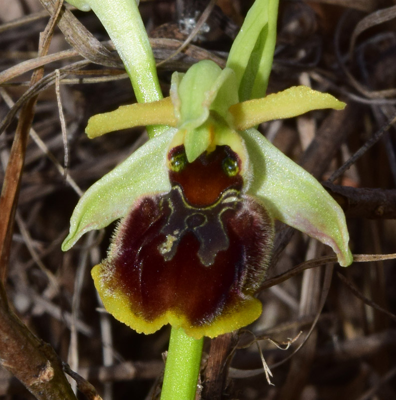 Ophrys sphegodes subsp sphegodes Miller  3.jpg