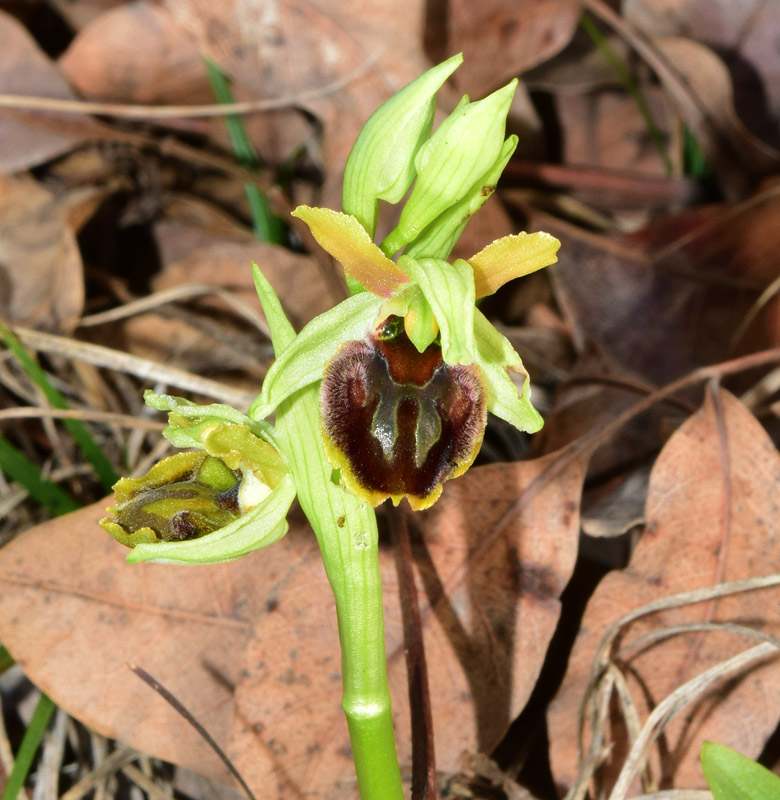 Ophrys sphegodes subsp sphegodes Miller  7.jpg