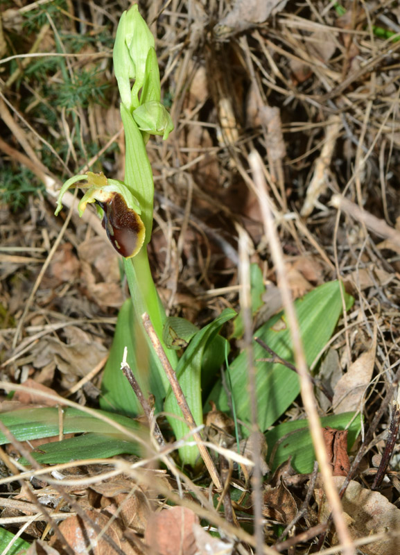 Ophrys sphegodes subsp sphegodes Miller  8.jpg