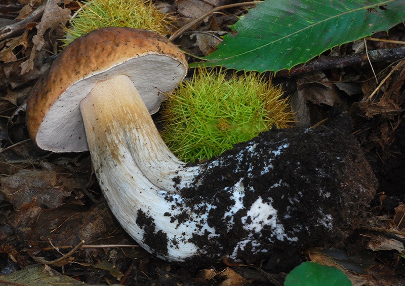 Boletus-edulis-07.jpg