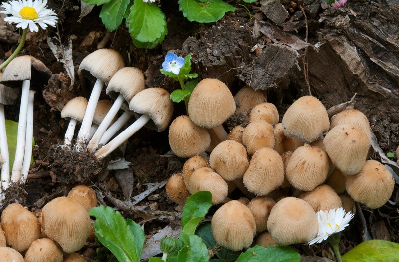 Coprinellus-micaceus-8526_30_2023.jpg