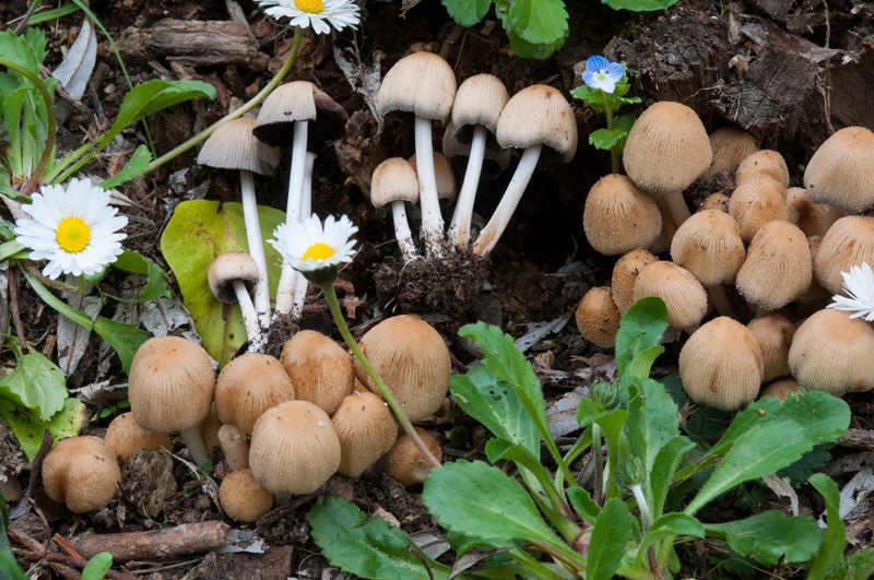 Coprinellus-micaceus-8538_2023.jpg