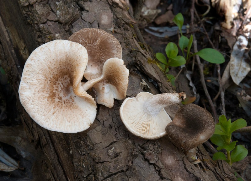 Lentinus-tigrinus-8513_16_2023.jpg