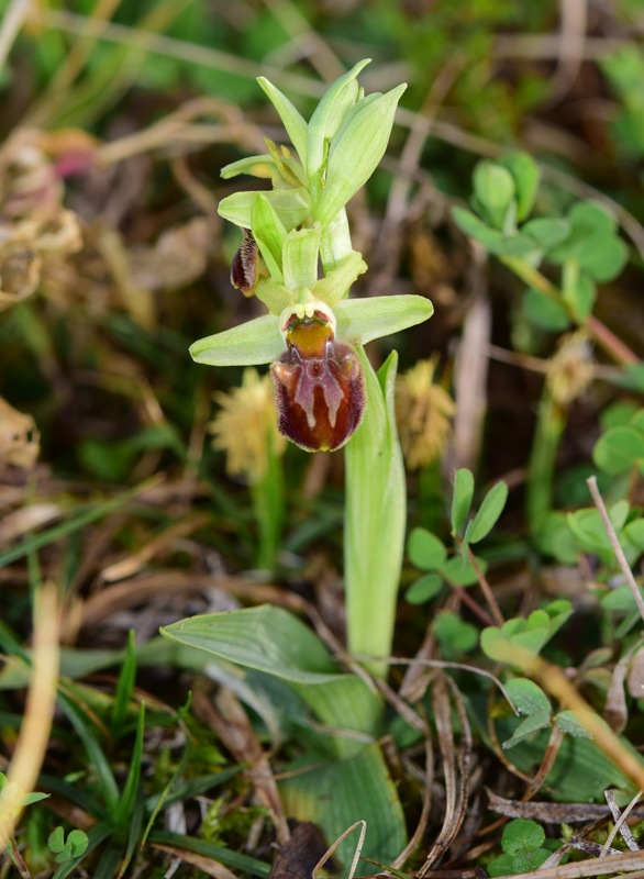 Ophrys sphegodes subsp. sphegodes Miller 1768. 7.jpg