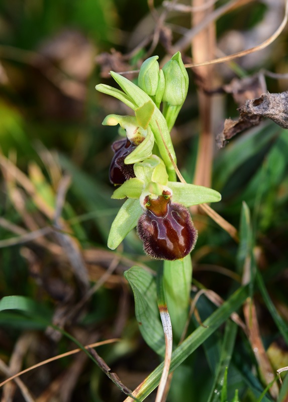 Ophrys sphegodes subsp. sphegodes Miller 1768. 8.jpg