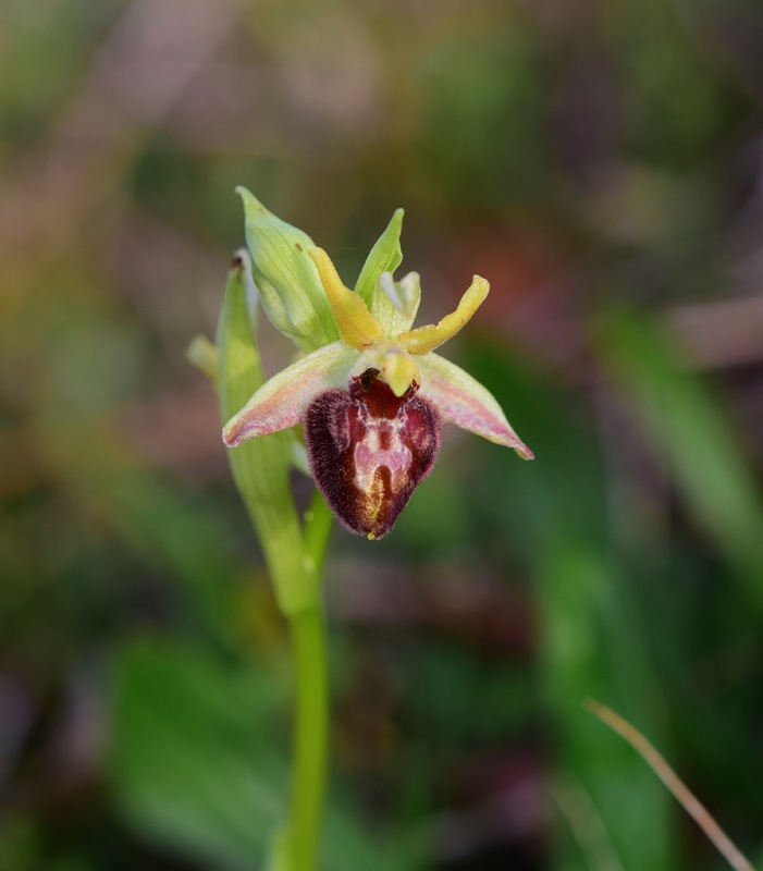 Ophrys sphegodes subsp. sphegodes Miller 1768. 10.jpg