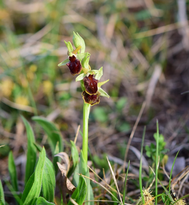 Ophrys sphegodes subsp. sphegodes Miller 1768. 13.jpg