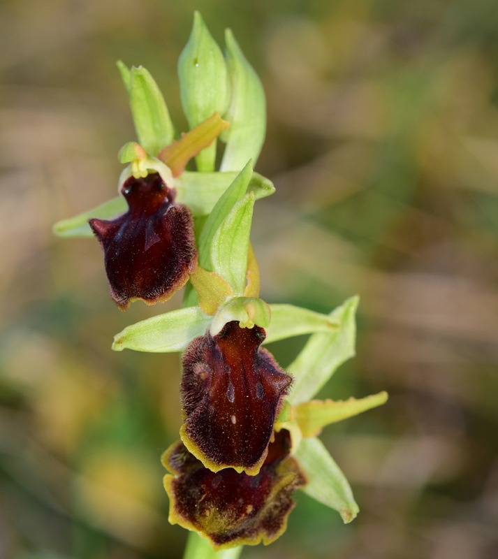 Ophrys sphegodes subsp. sphegodes Miller 1768. 14.jpg
